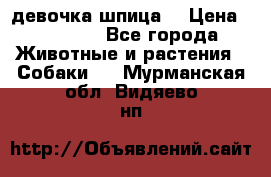 девочка шпица  › Цена ­ 40 000 - Все города Животные и растения » Собаки   . Мурманская обл.,Видяево нп